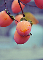 Persimmons: 柿子