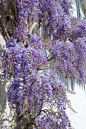 紫藤,垂直画幅,五月,紫色,园林,豌豆花,花束月季,特写,摄影,花