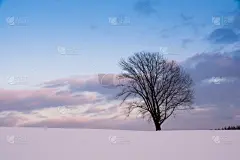 雪,冬天,小树林,田地,美瑛町,天空,贺卡,留白,水平画幅,云
