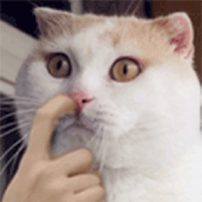 猫咪表情包 gif 的搜索结果_百度图片搜索-花瓣网