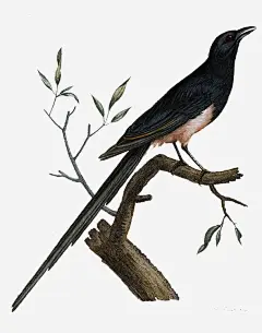 手绘清新装饰插图枝干上的小鸟免抠素材_新图网 https://ixintu.com 手绘 清新 装饰插图 站枝干上的小鸟 鸟 树叶 枝叶 树干 树叶枝