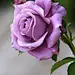 light purple rose