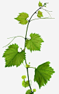 绿色葡萄叶子高清素材 叶子 实物 绿色 葡萄叶 免抠png 设计图片 免费下载