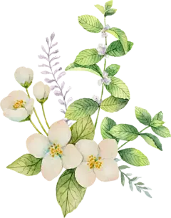 水彩画茉莉花和薄荷花束