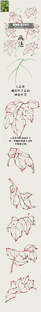 一看就会画的叶子_1_谛姜大碗_来自小红书网页版