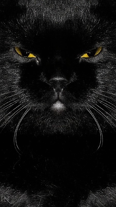 黑猫警长~~好想养一只黑猫