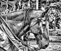 全部尺寸 | Knight's Horse at the Renaissance Festival | Flickr - 相片分享！