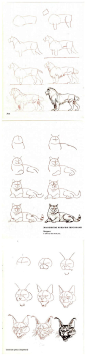 几十种画猫还有猫科动物的方法，简单易学，喜欢画画的朋友们快get√起来吧！