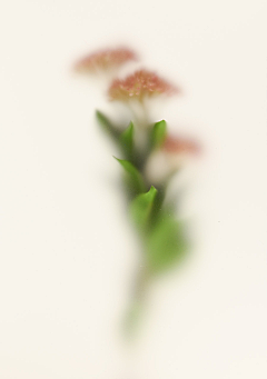Jay59采集到花