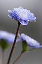 Hepatica Nobilis var. japonica "" -  Japanisches Leberblümchen "Haruno awayuki"