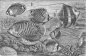 外来热带鱼——1878年雕刻