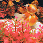 Japan goldfish exhibition -- Kyoto