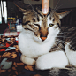 #猫# #宠物# #白果# #胶片# #壁纸# #LOMO# #异瞳# #萌# #可爱#