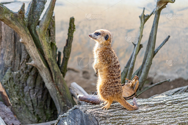 普通狐獴(Suricata suricatta)守卫在瞭望塔上。警惕的动物正站在树干上。自然生活在非