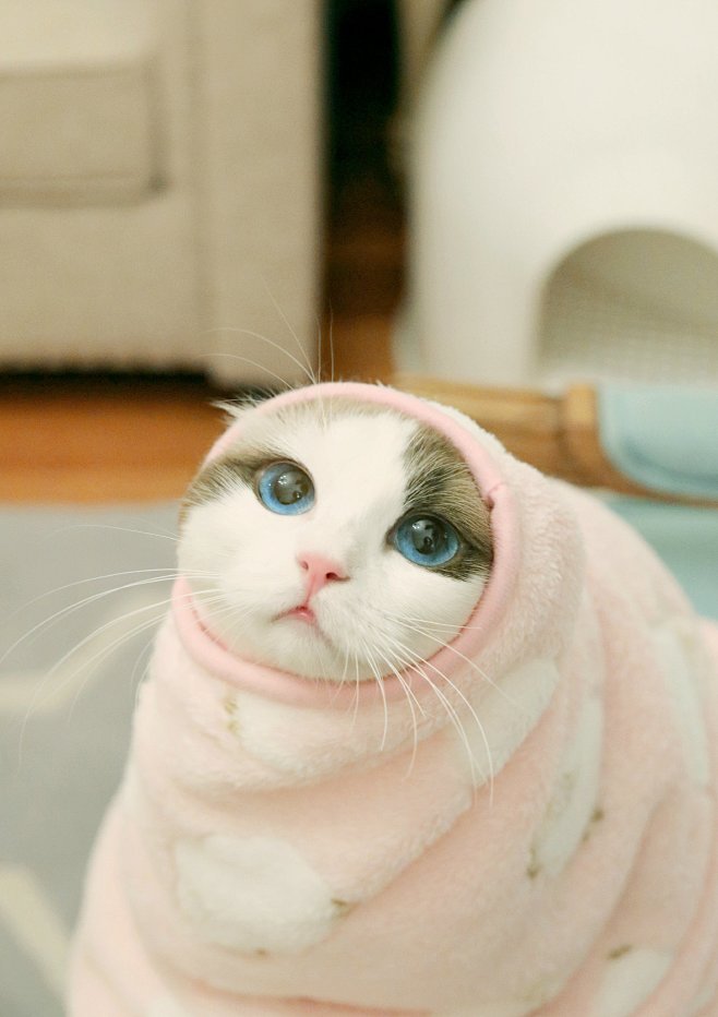 猫呀~