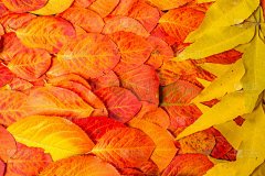 秋叶红黄，在画室里拍照。格外美丽的时光到了金秋，那是一段安宁的时光。