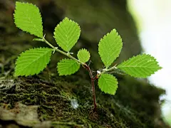 春天绿叶迎风飘原野风情桌面壁纸桌面壁纸2