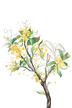 桂花树  - 源文件下载【酷图网】桂花树,桂花,插画,海报,素材