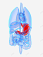 人体内脏蓝色医学插画 肾脏 元素 免抠png 设计图片 免费下载 页面网页 平面电商 创意素材