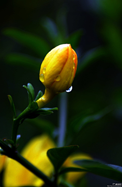 ∞彩虹糖采集到花花世界