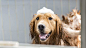 Best-Dog-Shampoo-For-Golden-Retrievers-900x500.jpg (900×500)