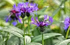 山药 小行星 复合材料 开花 美丽的花朵 花壁纸 关闭 植物