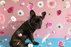 可爱的法国斗牛犬小狗。生日贺卡上有各种新鲜的春天鲜花。柔和的粉红色和蓝色背景。