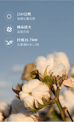 chakanghao采集到埃及