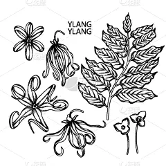 插画,依兰,健康保健,泰国,植物群,芳香疗法,植物,布置,复古,花