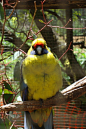 鹦形目·鹦鹉科·玫瑰鹦鹉属：绿背玫瑰鹦鹉