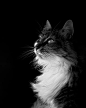模特，特写的猫看着远离黑色背景，普里勒普，马其顿照片下载