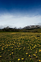 A Field of Dandelions near East Glacier, Montana (by Jeremiah Thompson)
