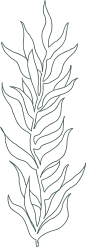 素描海洋海鲜海草珊瑚八爪鱼海马河豚螃蟹贝壳螺矢量免抠图PS素材 (37)