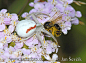 蟹蛛科，花蛛属，弓足梢蛛，Crab Spider (Misumena vatia)