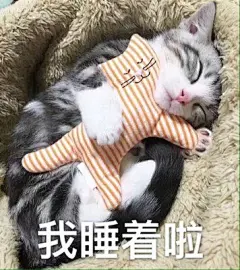 撸猫吸猫专用表情包#我睡着啦-堆糖,美好生活