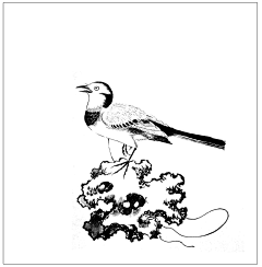 池水糖采集到国画