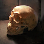 Skull Still Life, René Aigner : Skull Still Life by René Aigner on ArtStation.
