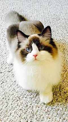 仙女猫#布偶猫