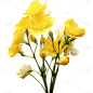 春天春季春日3D立体C4D实景花朵元素素材