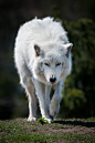 Photograph Arctic Wolf by Justin Lo on 500px