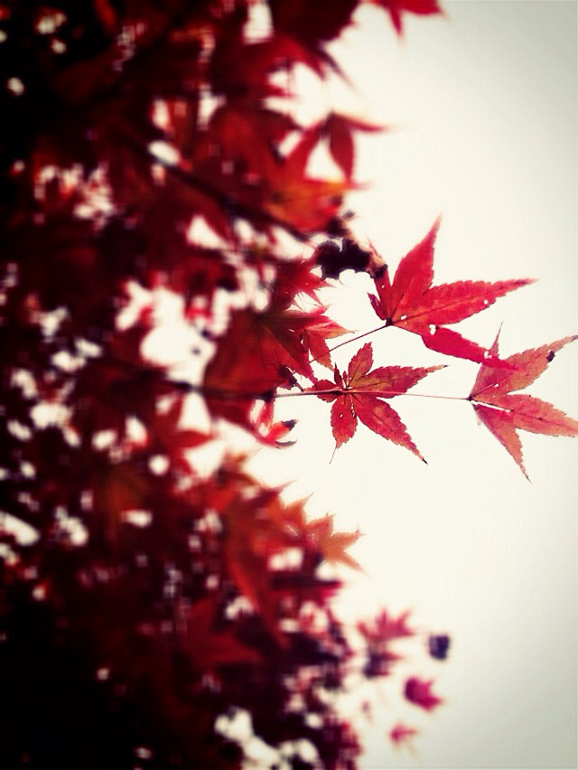 花开花谢千年重， 
缘启缘灭红尘中。 
...