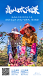 海报-高山太阳果