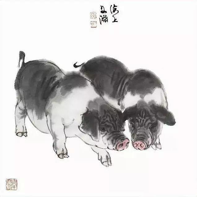 又一组小福猪，太可爱啦！