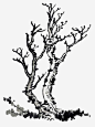 枯藤老树高清素材 中国画技法图谱 写意树木 国画树 手绘装饰树 树木 树谱 芥子园 芥子园画谱 免抠png 设计图片 免费下载