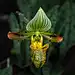 Orchidee by Bruno Hecht on 500px