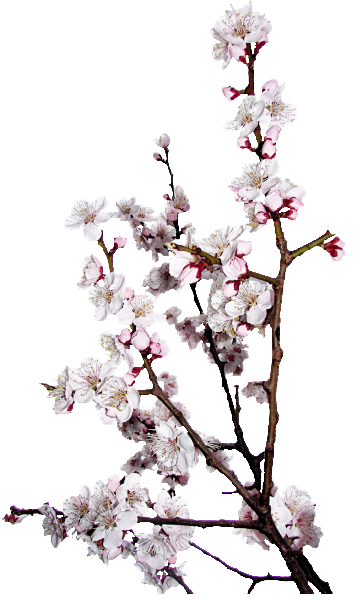 花 免扣PNG素材