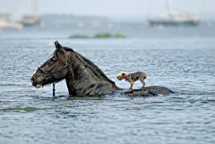 风扬_z采集到Photo.animals