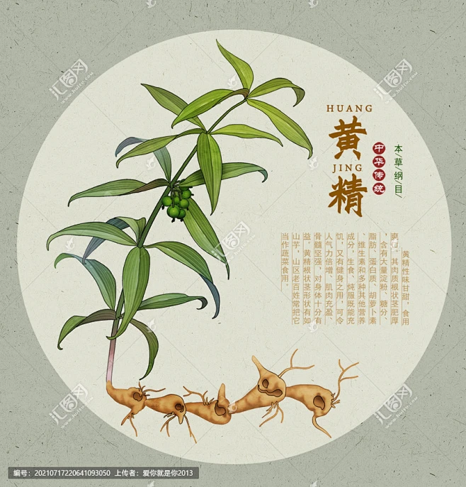 黄精 鸡头黄精 姜形黄精 黄精种子 黄精子 黄鸡菜 老虎姜 手绘值物花草 手绘中草药 龙衔 中草药包装插画 草本植物 中药大全 中药插画 百草 ...