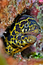 Chain Moray