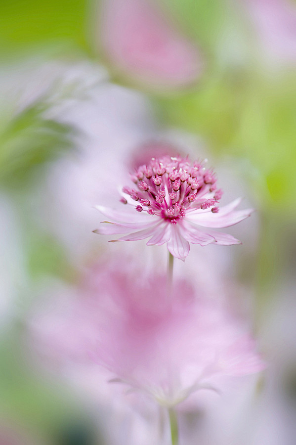 Photograph Astrantia...